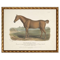 Evelaine Updated Traditional Brown Horse Gold Frame Illustration - 8x10