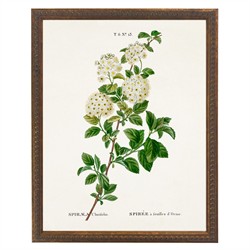 Lilou French Country White Spirea Gold Beaded Frame Illustration - 16x12