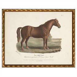 Merrick Updated Traditional Brown Horse Gold Frame Illustration - 8x10