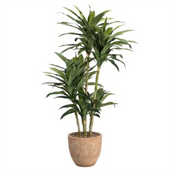 Sorrel Updated Traditional Green Faux Dracaena Potted Tree