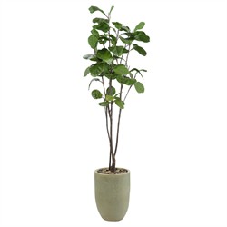 John Richard Tall & Slender Traditional Green Fiddle Leaf Fig Tree Glazed Pot