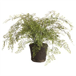 Calum Traditional Green Maidenhair Drop In Faux Floral - 37"