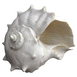 White Fiji Shell Decorative Ornament