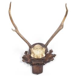 Xyla Rustic Lodge Natural Brown Deer Antlers Wall Sculpture