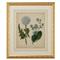 Kiana French Country Cottage Florals III Gold Leaf Frame Illustration|Kathy Kuo Home