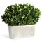 Cala French Country White Oval Cachepot Green Bush Boxwood|Kathy Kuo Home