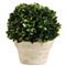 Marin French Country Green Boxwood in Pot - Small|Kathy Kuo Home