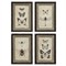 Seraphina Traditional Beige Insect Brown Frame Multipanel Illustration - 14x10|Kathy Kuo Home