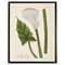 Avina French Country Green Calla Lilly Black Frame Illustration - 10x8|Kathy Kuo Home