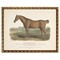 Evelaine Updated Traditional Brown Horse Gold Frame Illustration - 8x10|Kathy Kuo Home