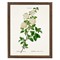 Lilou French Country White Spirea Gold Beaded Frame Illustration - 16x12|Kathy Kuo Home