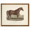 Merrick Updated Traditional Brown Horse Gold Frame Illustration - 8x10|Kathy Kuo Home