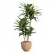Sorrel Updated Traditional Green Faux Dracaena Potted Tree|Kathy Kuo Home