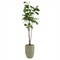 John Richard Tall &amp; Slender Traditional Green Fiddle Leaf Fig Tree Glazed Pot|Kathy Kuo Home