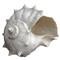White Fiji Shell Decorative Ornament|Kathy Kuo Home