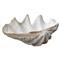 Lombock Clam Shell Ornament - 28W|Kathy Kuo Home