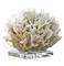 White White Ribbon Coral on Crystal Base|Kathy Kuo Home