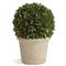 Marin French Country Preserved Potted Boxwood Sphere - Small|Kathy Kuo Home