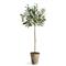 Ryan French Country Beige Ceramic Potted Olive Tree - Small|Kathy Kuo Home