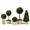 Marin French Country Green Boxwood Potted Topiaries - Set of 5|Kathy Kuo Home
