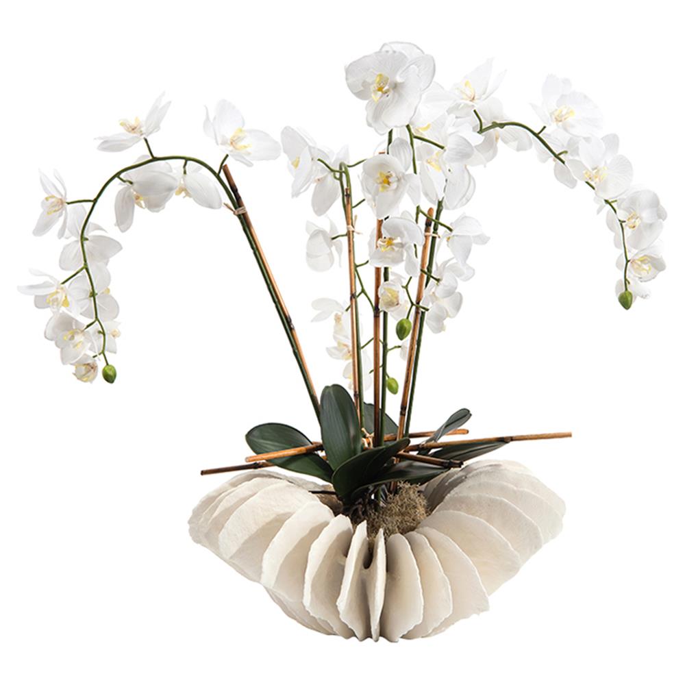 John-Richard Coastal Sea Coral Orchid|