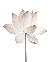 flower image for asthetics