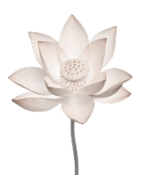 flower image for asthetics