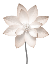 flower image for asthetics